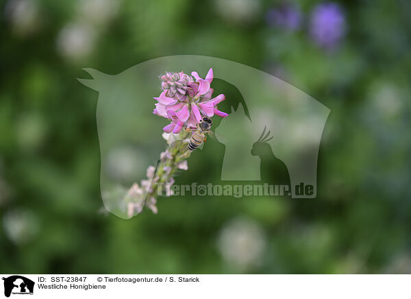 Westliche Honigbiene / honeybee / SST-23847