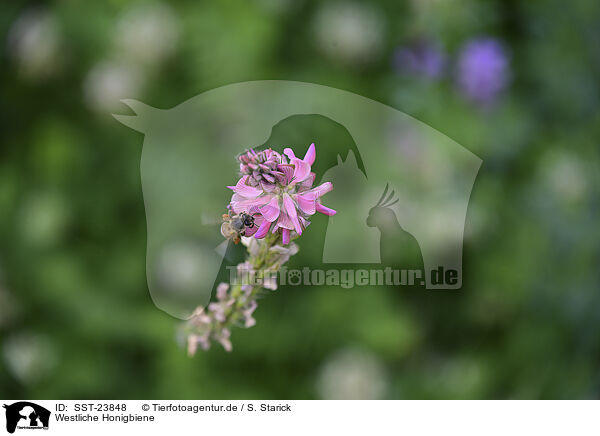Westliche Honigbiene / honeybee / SST-23848