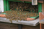 Westliche Honigbienen