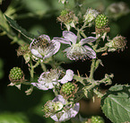 Westliche Honigbiene