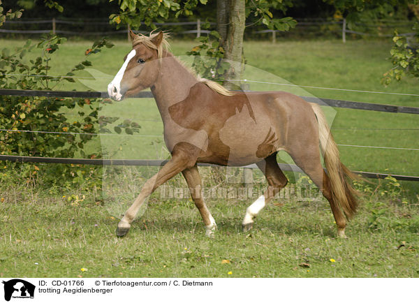 trotting Aegidienberger / CD-01766