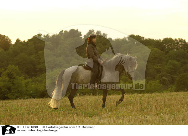 Frau reitet Aegidienberger / woman rides Aegidienberger / CD-01839