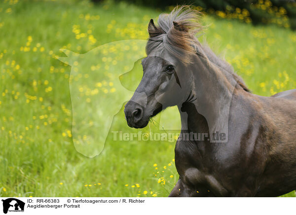 Aegidienberger Portrait / Aegidienberger Portrait / RR-66383