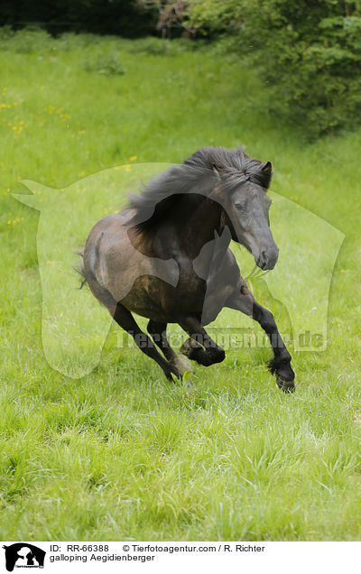 galoppierender Aegidienberger / galloping Aegidienberger / RR-66388