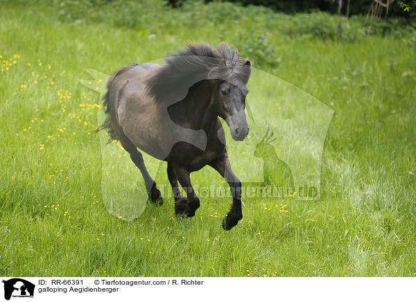 galoppierender Aegidienberger / galloping Aegidienberger / RR-66391