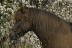 pony portrait