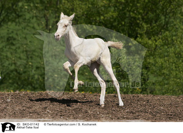 Achal-Tekkiner Fohlen / Akhal-Teke foal / SKO-01142