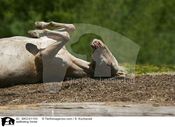 sich wlzender Achal-Tekkiner / wallowing horse / SKO-01143