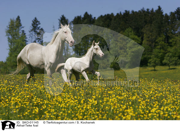 Achal-Tekkiner Fohlen / Akhal-Teke foal / SKO-01145