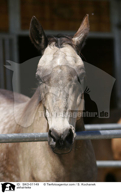 akhal-teke / SKO-01149