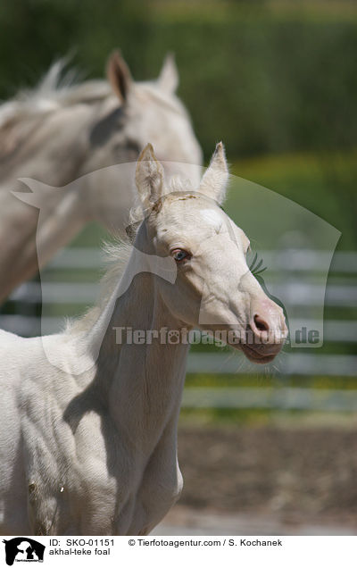 Achal Tekkiner Fohlen / akhal-teke foal / SKO-01151
