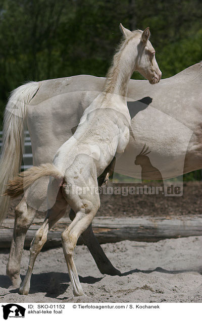 Achal Tekkiner Fohlen / akhal-teke foal / SKO-01152