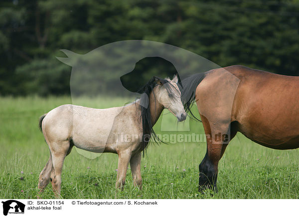 Achal Tekkiner Fohlen / akhal-teke foal / SKO-01154