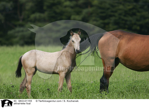 Achal Tekkiner Fohlen / akhal-teke foal / SKO-01155