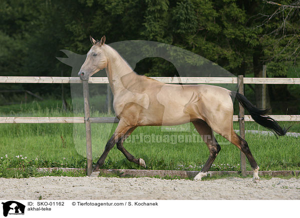 Achal Tekkiner / akhal-teke / SKO-01162