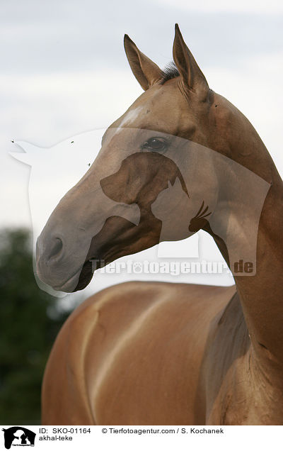 Achal Tekkiner / akhal-teke / SKO-01164