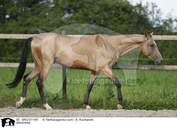 Achal Tekkiner / akhal-teke / SKO-01165