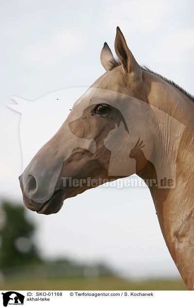 Achal Tekkiner / akhal-teke / SKO-01168