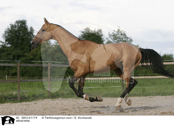 Achal Tekkiner / akhal-teke / SKO-01174