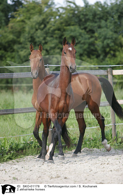 2 Achal Tekkiner / 2 akhal-teke horses / SKO-01178