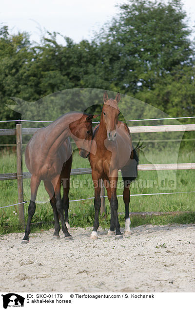 2 Achal Tekkiner / 2 akhal-teke horses / SKO-01179
