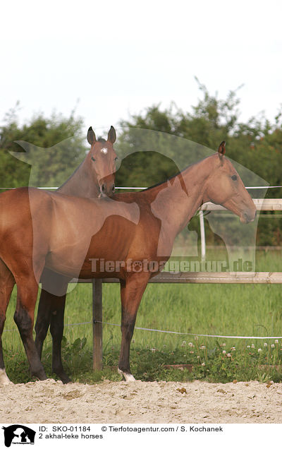 2 akhal-teke horses / SKO-01184