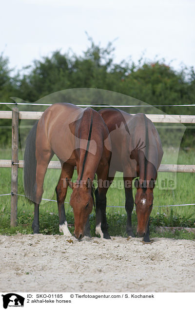 2 akhal-teke horses / SKO-01185