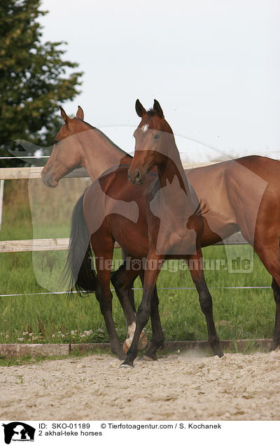 2 Achal Tekkiner / 2 akhal-teke horses / SKO-01189