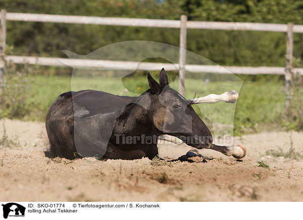 Achal Tekkiner wlzt sich / rolling Achal Tekkiner / SKO-01774