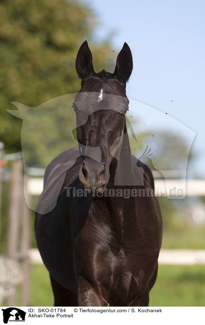Akhal-Teke Portrait / SKO-01784