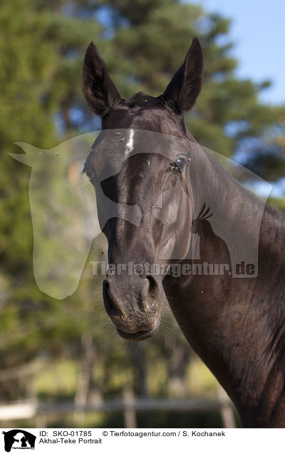 Akhal-Teke Portrait / SKO-01785