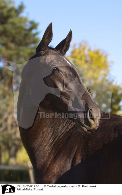 Akhal-Teke Portrait / SKO-01786