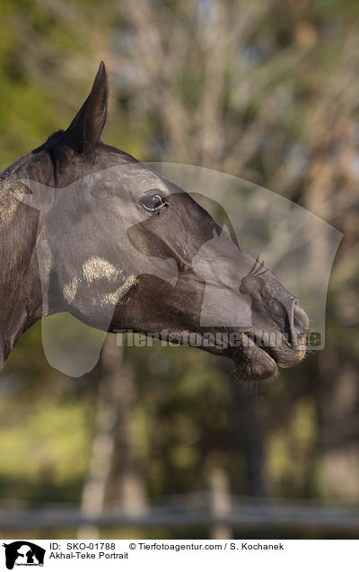 Achal Tekkiner Portrait / Akhal-Teke Portrait / SKO-01788
