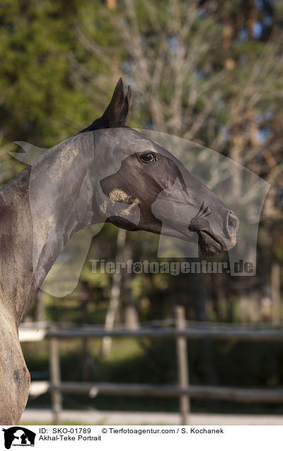 Akhal-Teke Portrait / SKO-01789