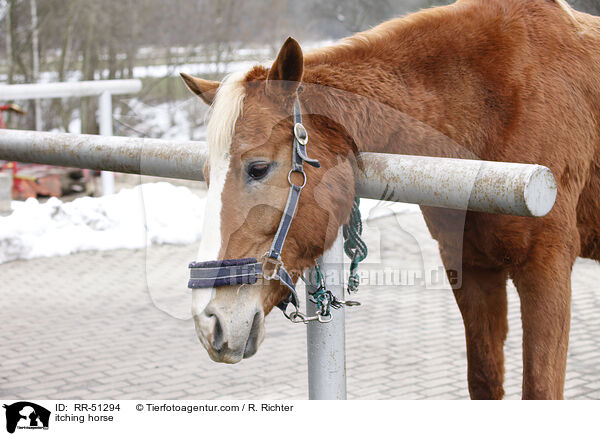 Pferd juckt sich / itching horse / RR-51294