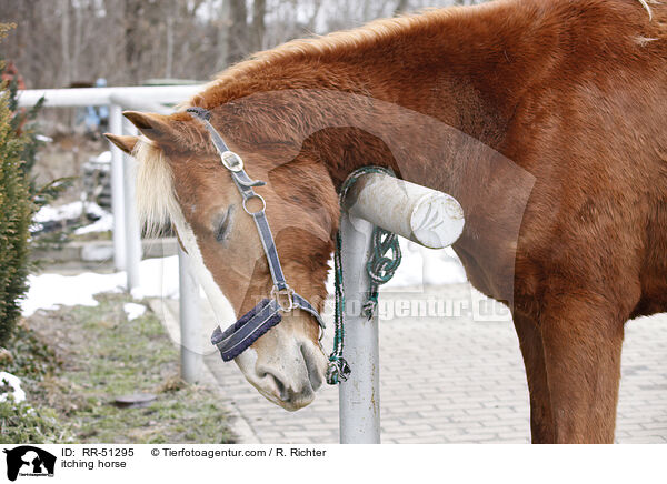 Pferd juckt sich / itching horse / RR-51295