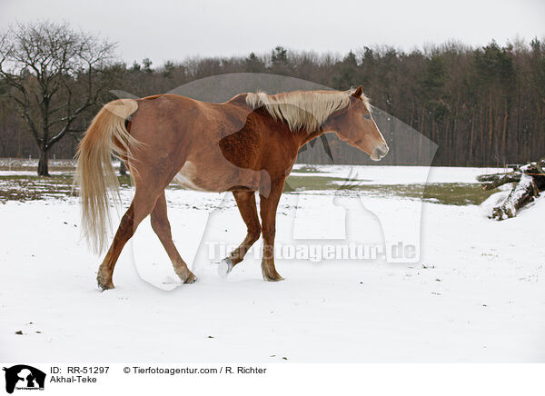 Achal Tekkiner / Akhal-Teke / RR-51297