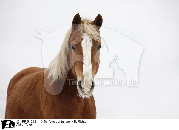Achal Tekkiner Portrait / Akhal-Teke / RR-51298