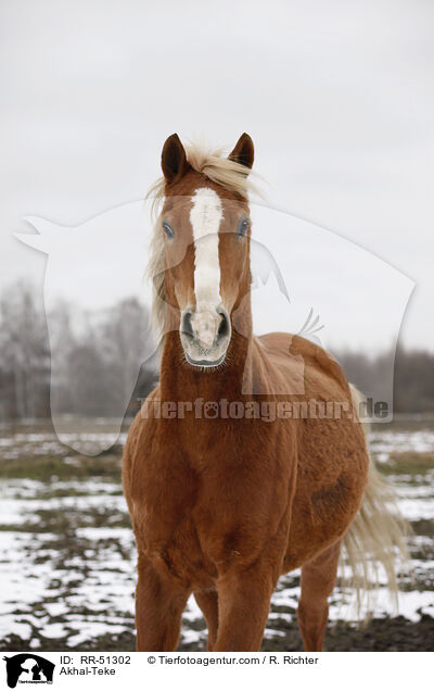 Akhal-Teke / RR-51302