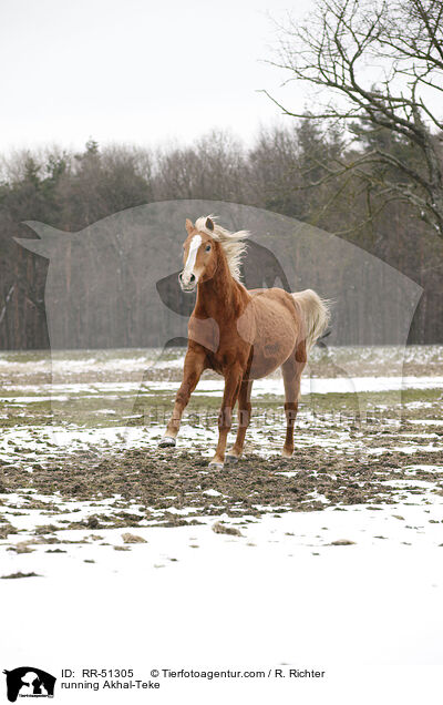 rennender Achal Tekkiner / running Akhal-Teke / RR-51305