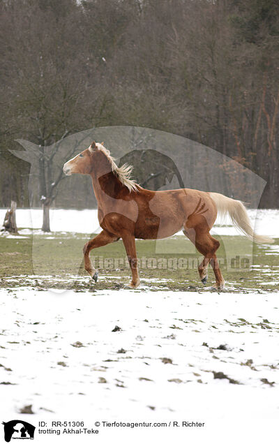 trabender Achal Tekkiner / trotting Akhal-Teke / RR-51306