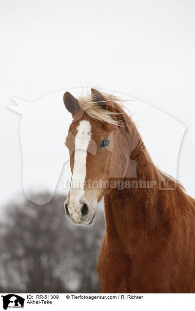 Akhal-Teke / RR-51309