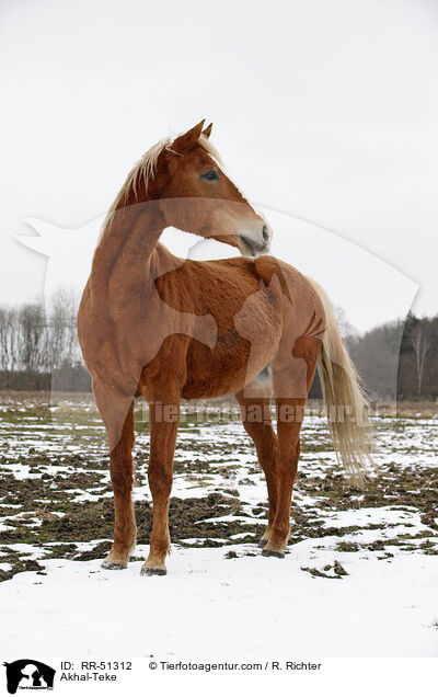 Achal Tekkiner / Akhal-Teke / RR-51312