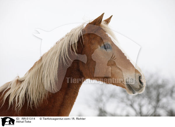Akhal-Teke / RR-51314
