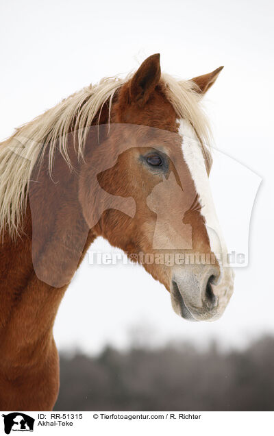 Akhal-Teke / RR-51315