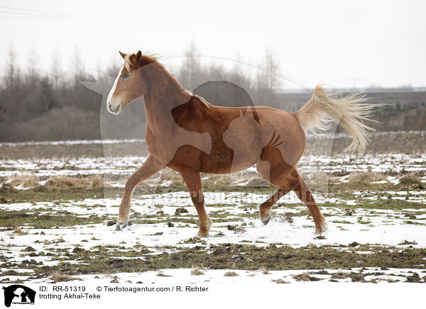 trotting Akhal-Teke / RR-51319