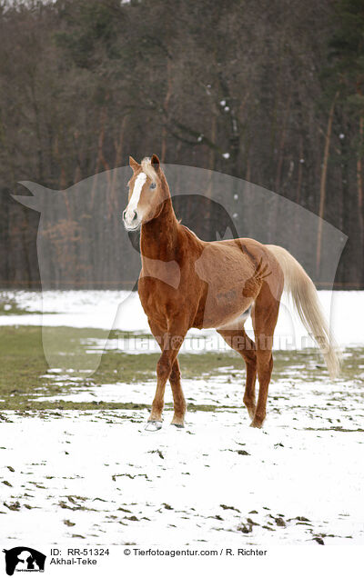 Akhal-Teke / RR-51324