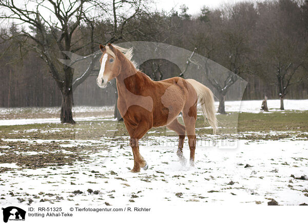 trotting Akhal-Teke / RR-51325