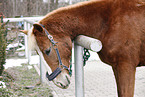 itching horse