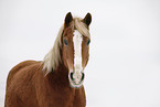 Akhal-Teke